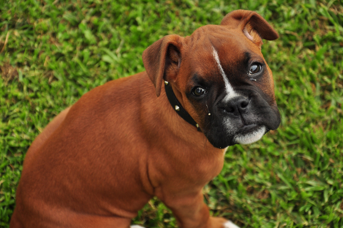 perros divertidos para niños
